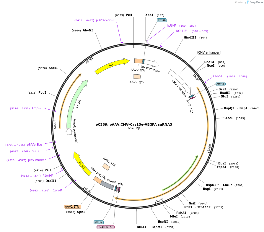 227801-plasmid-map-sequence-id-455884