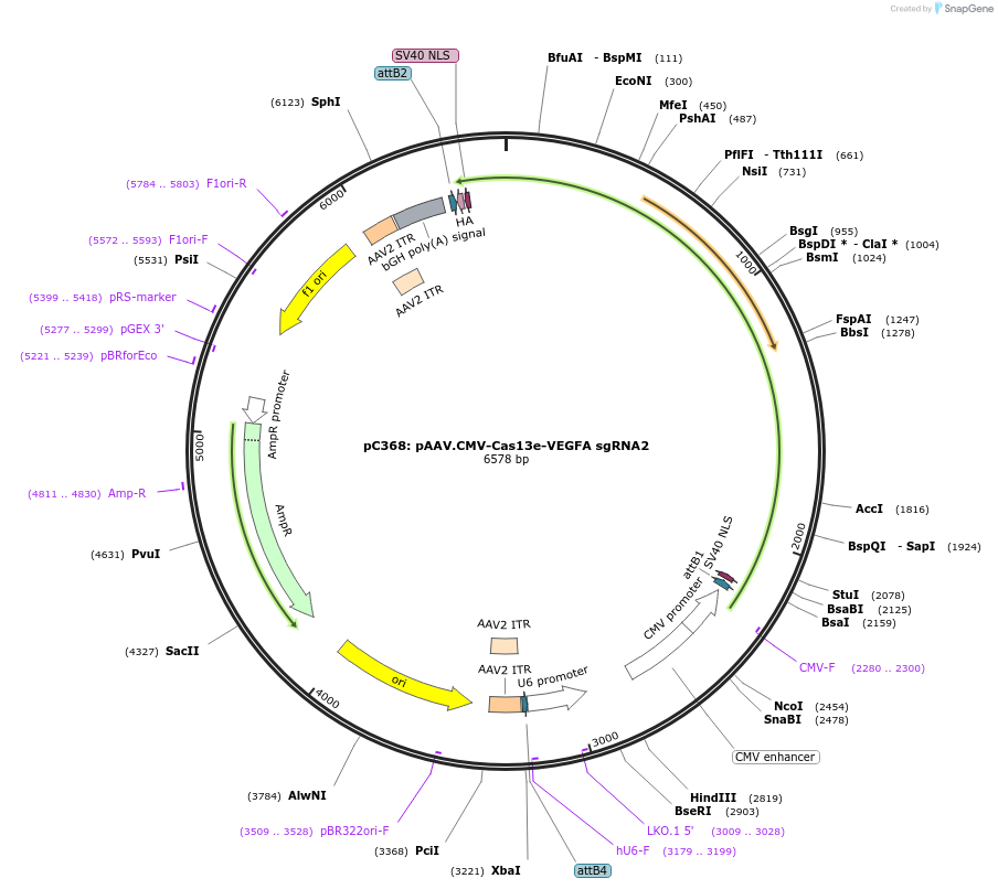 227800-plasmid-map-sequence-id-455906