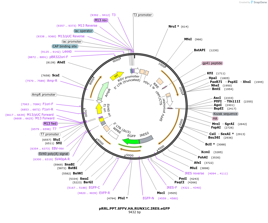 181980-plasmid-map-sequence-id-455918