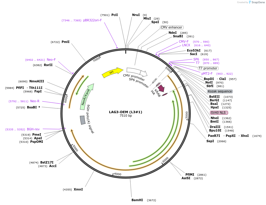 227739-plasmid-map-sequence-id-455926