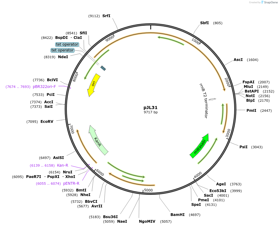 227428-plasmid-map-sequence-id-455967