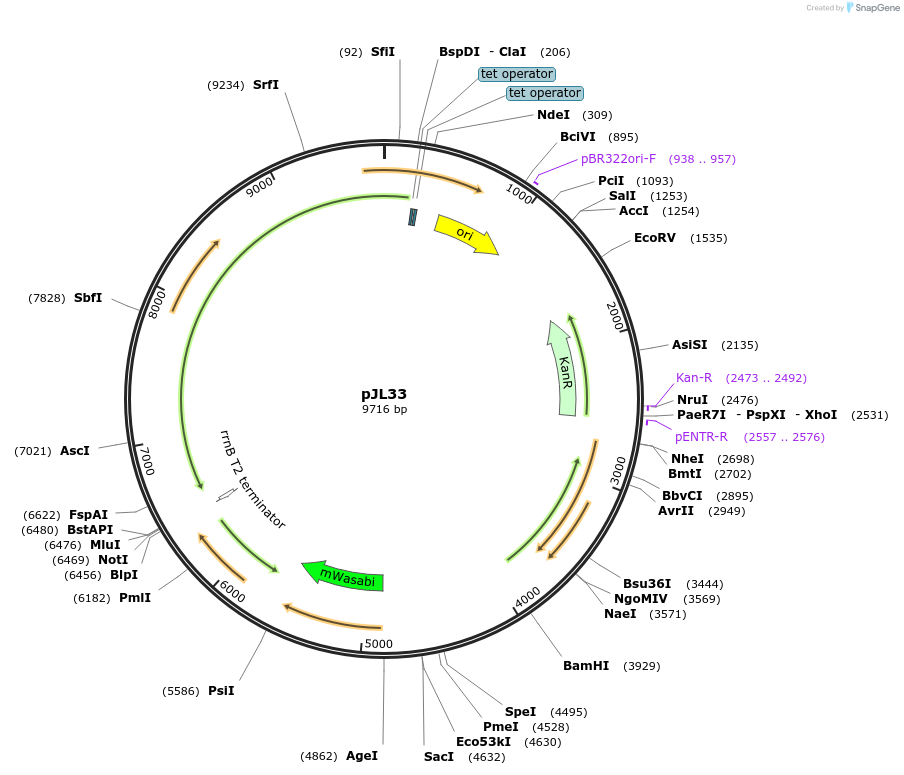 227430-plasmid-map-sequence-id-455969