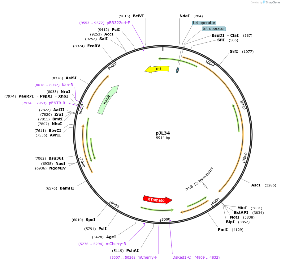 227431-plasmid-map-sequence-id-455970