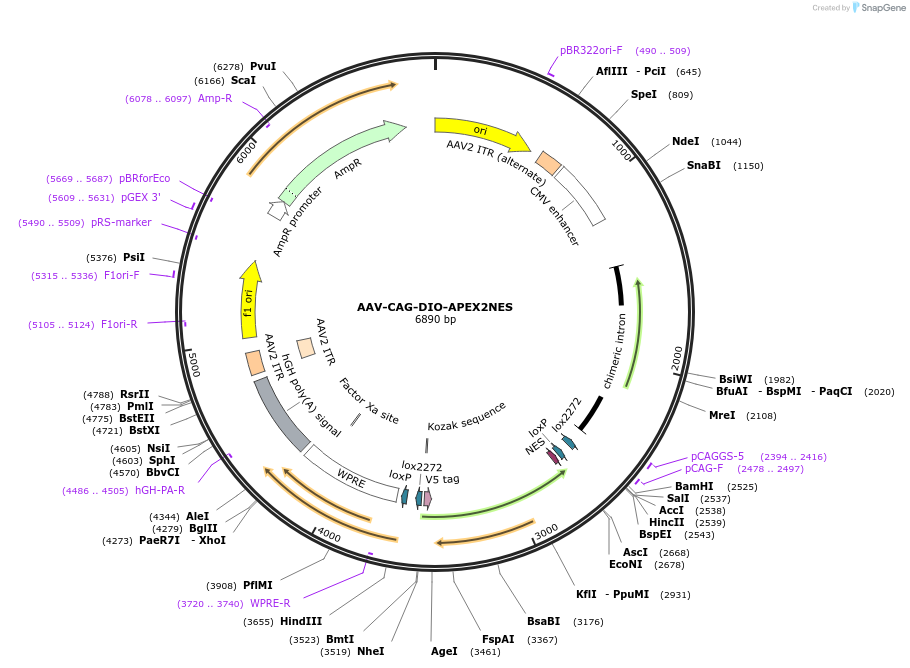 79907-plasmid-map-sequence-id-455990