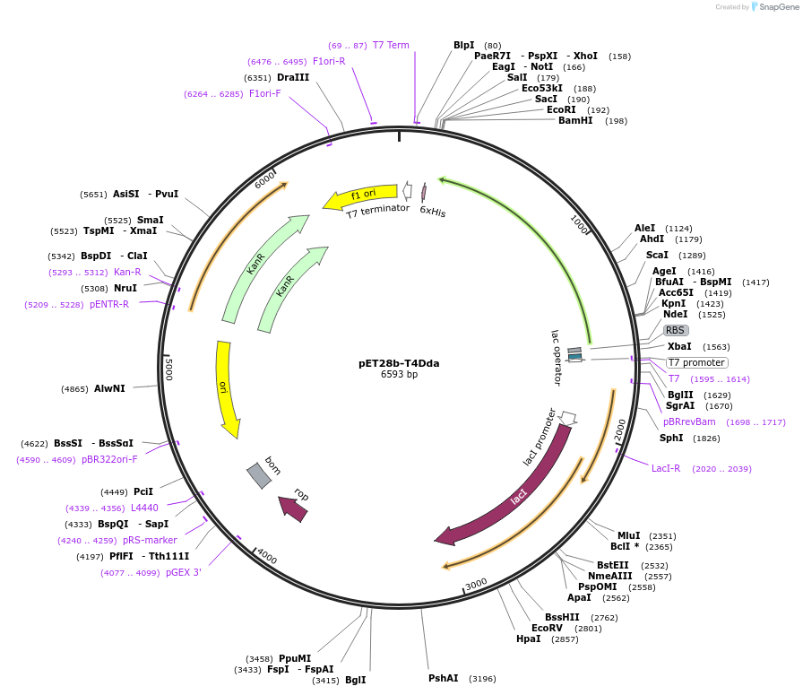 228215-plasmid-map-sequence-id-456000