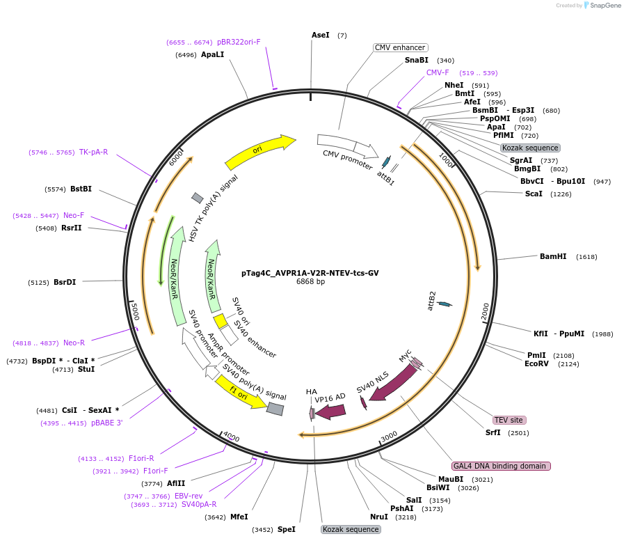 227102-plasmid-map-sequence-id-456018