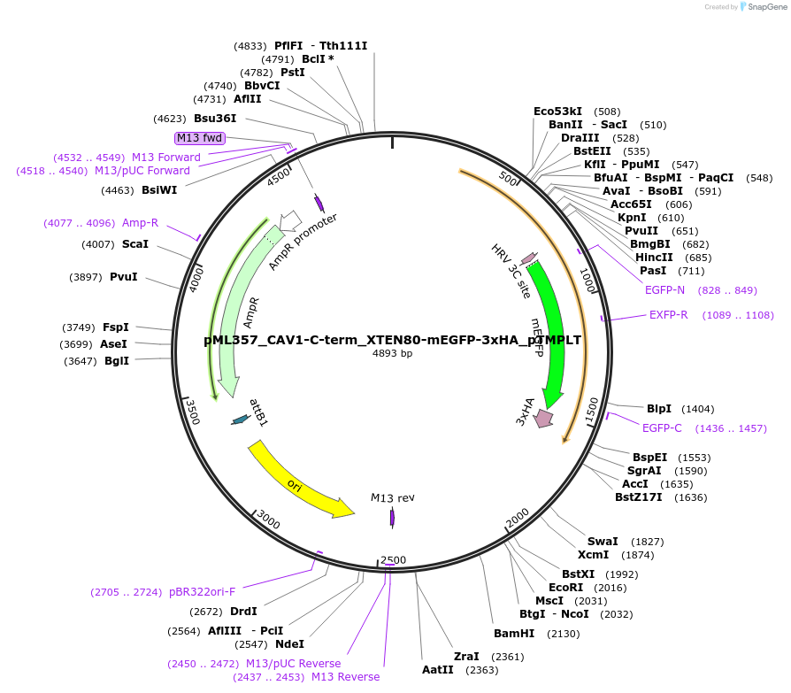 227914-plasmid-map-sequence-id-456021
