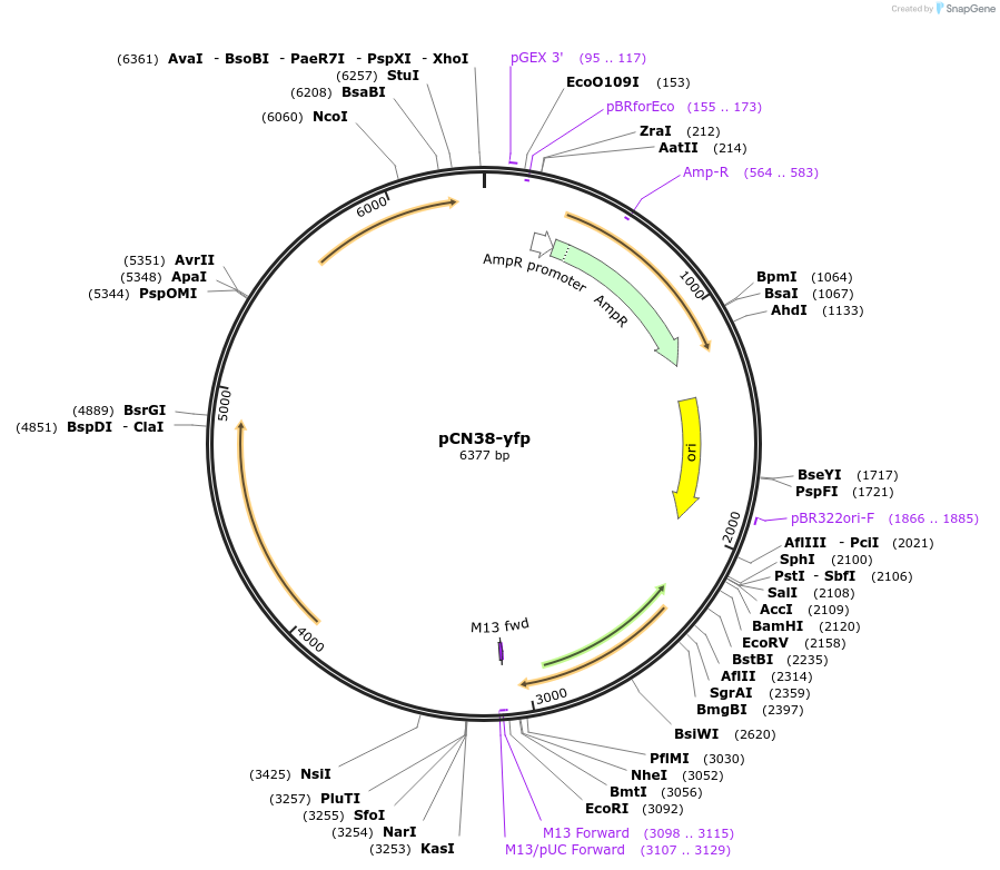 227637-plasmid-map-sequence-id-456022