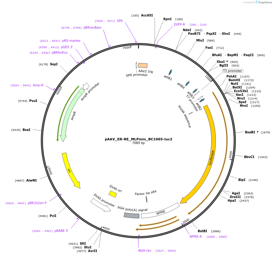 227111-plasmid-map-sequence-id-456023