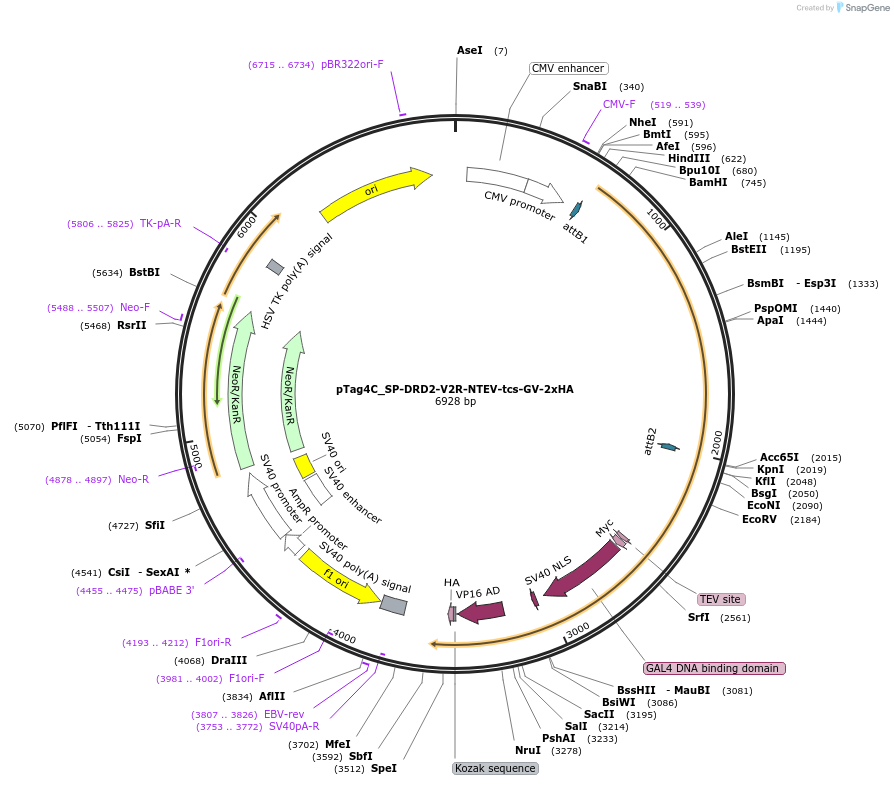 227103-plasmid-map-sequence-id-456026