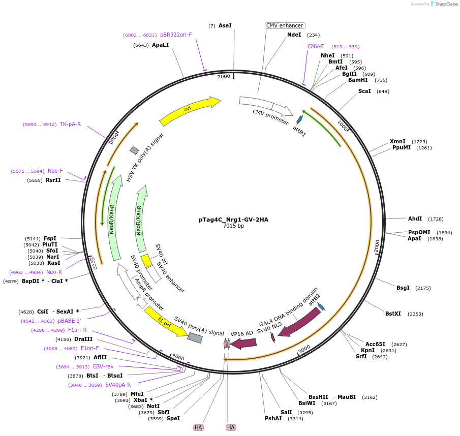 227104-plasmid-map-sequence-id-456027