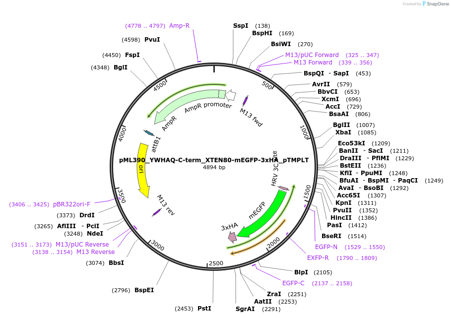 227925-plasmid-map-sequence-id-456028