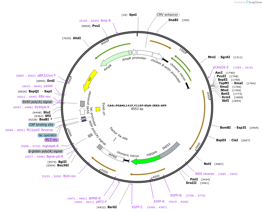 32480-plasmid-map-sequence-id-45603