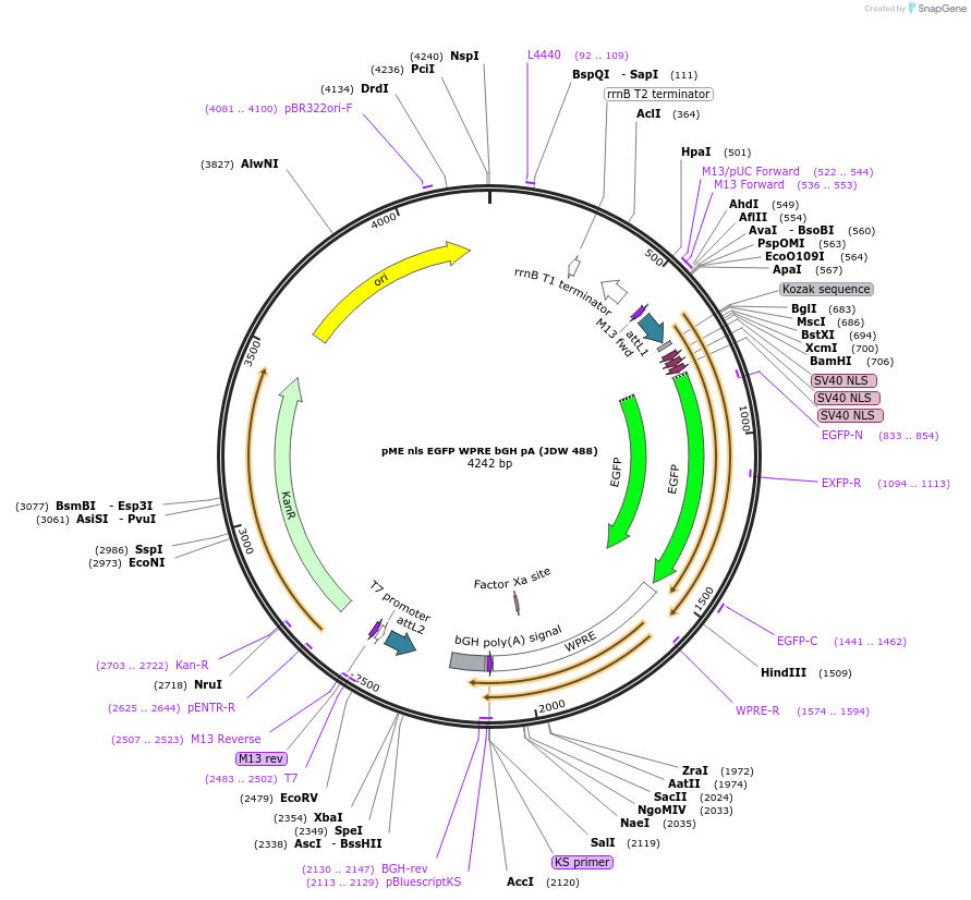 224540-plasmid-map-sequence-id-456040