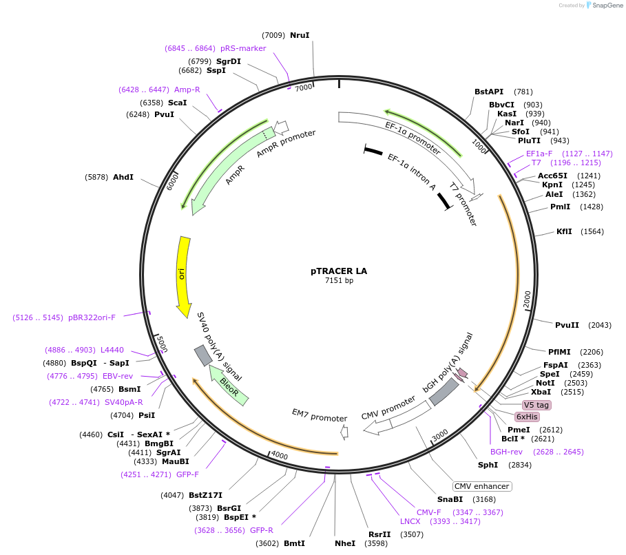 15003-plasmid-map-sequence-id-456048