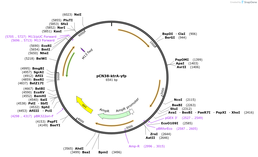 227636-plasmid-map-sequence-id-456050