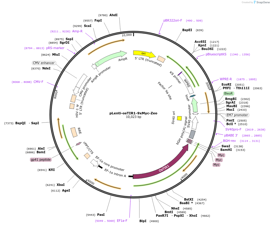 225696-plasmid-map-sequence-id-456056