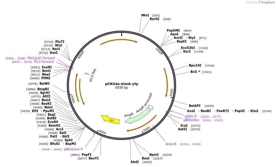 227638-plasmid-map-sequence-id-456059