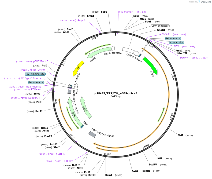 228823-plasmid-map-sequence-id-456063