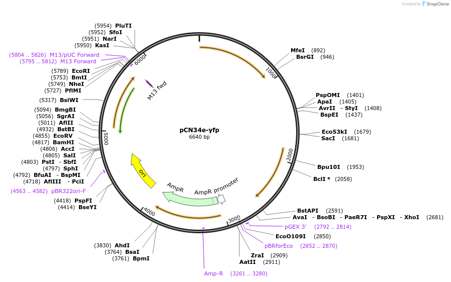 227641-plasmid-map-sequence-id-456080