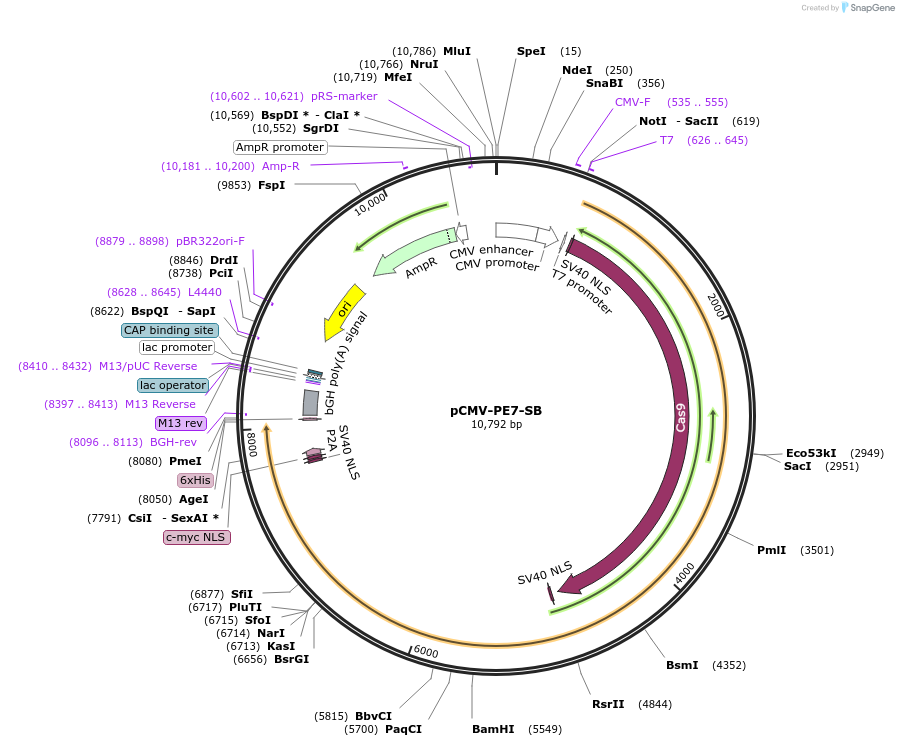 228869-plasmid-map-sequence-id-456125