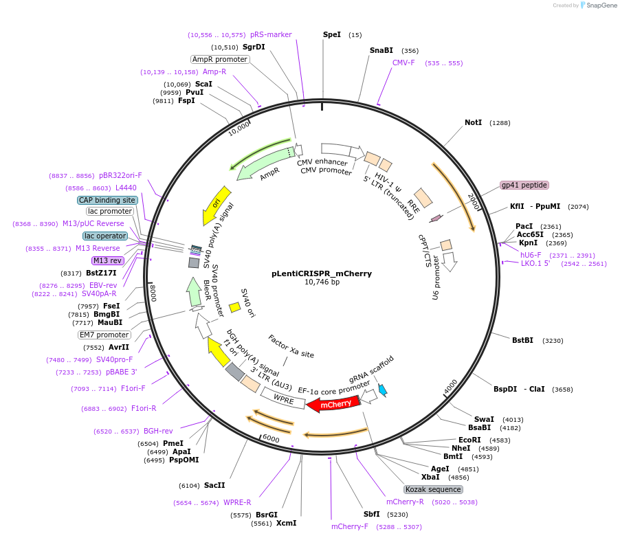 229078-plasmid-map-sequence-id-456127