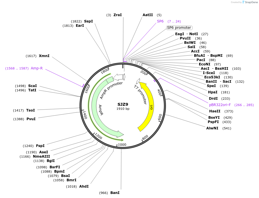 228269-plasmid-map-sequence-id-456129