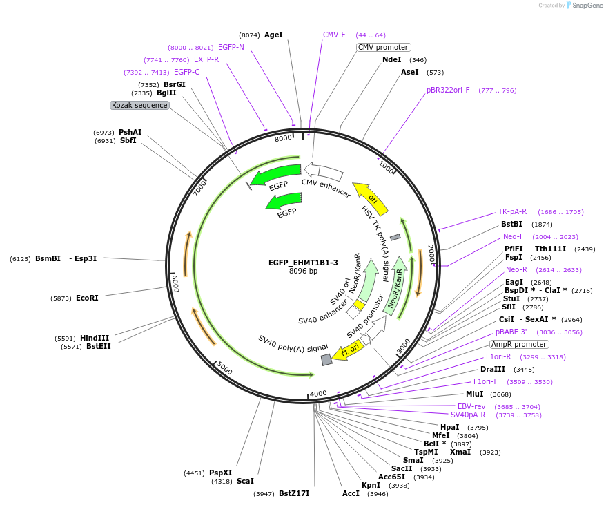 228811-plasmid-map-sequence-id-456133