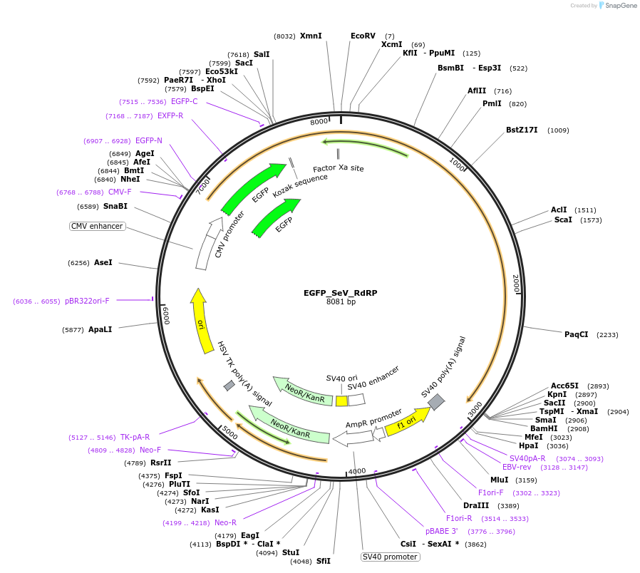 228808-plasmid-map-sequence-id-456134
