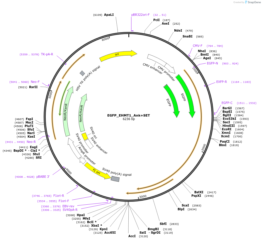 228815-plasmid-map-sequence-id-456140