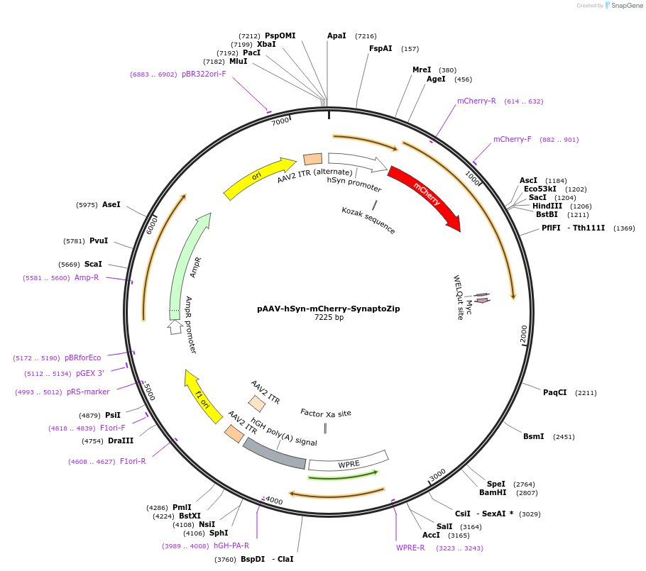 177318-plasmid-map-sequence-id-456152