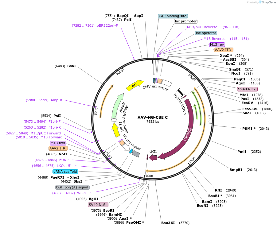 227422-plasmid-map-sequence-id-456168