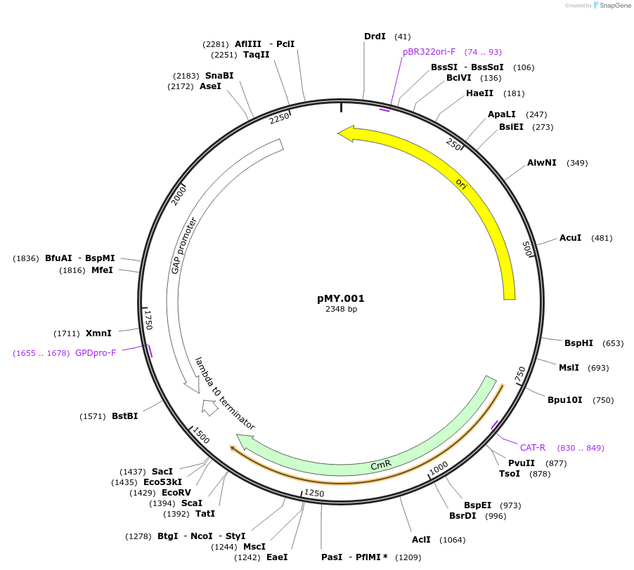228680-plasmid-map-sequence-id-456172