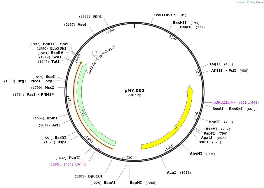 228681-plasmid-map-sequence-id-456173
