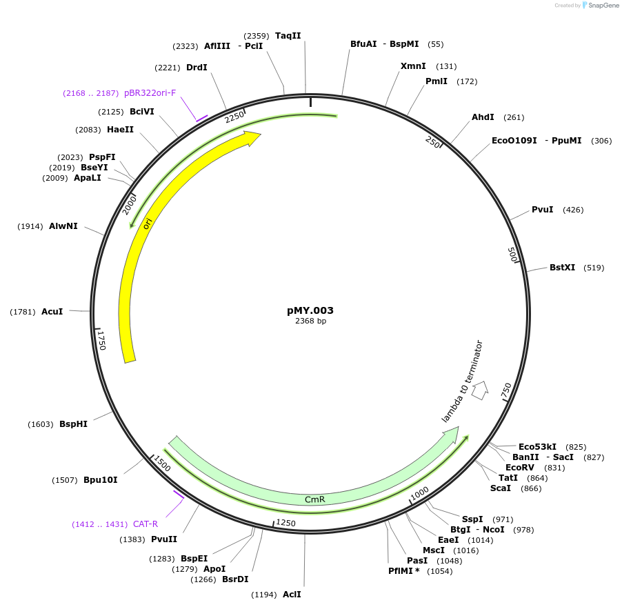 228682-plasmid-map-sequence-id-456174