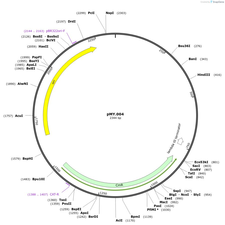 228683-plasmid-map-sequence-id-456176