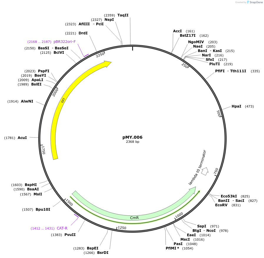 228685-plasmid-map-sequence-id-456186