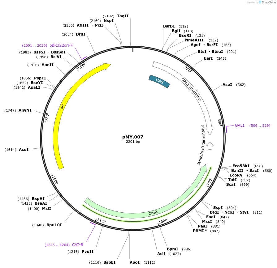 228686-plasmid-map-sequence-id-456187