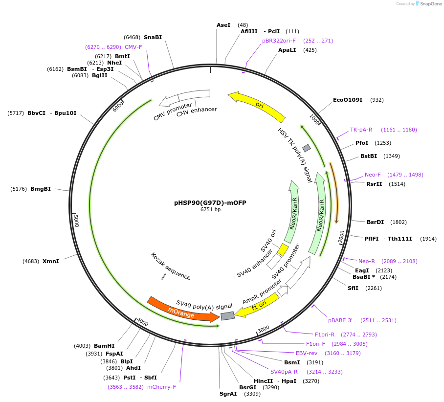 228195-plasmid-map-sequence-id-456188