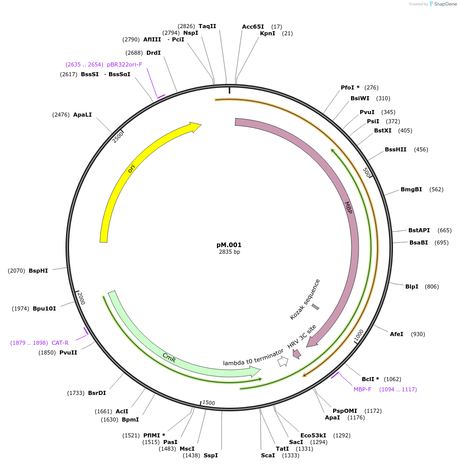 228687-plasmid-map-sequence-id-456190