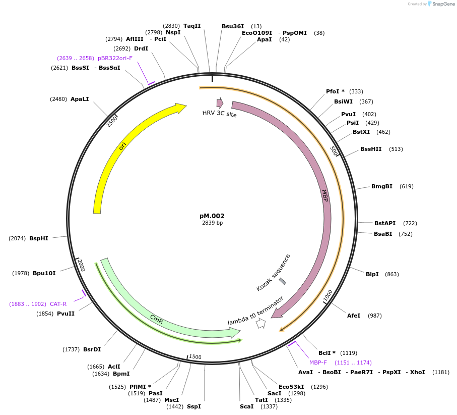 228688-plasmid-map-sequence-id-456192
