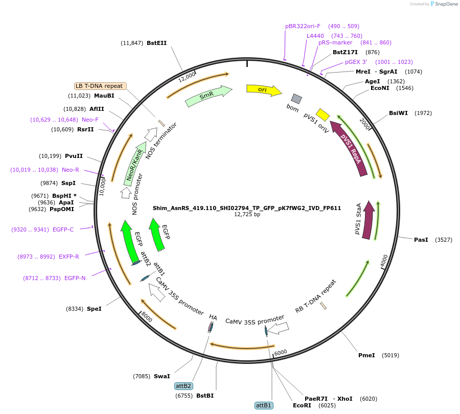 228373-plasmid-map-sequence-id-456195