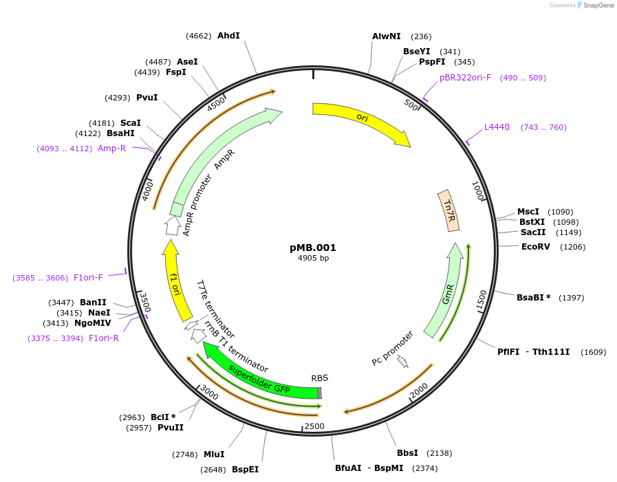 228667-plasmid-map-sequence-id-456207