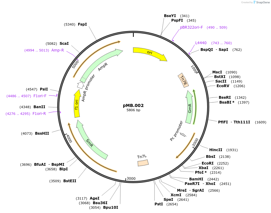 228668-plasmid-map-sequence-id-456209