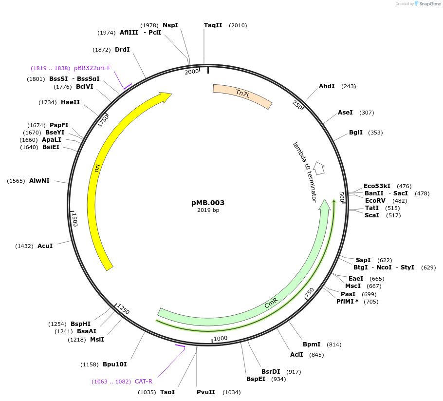 228669-plasmid-map-sequence-id-456210