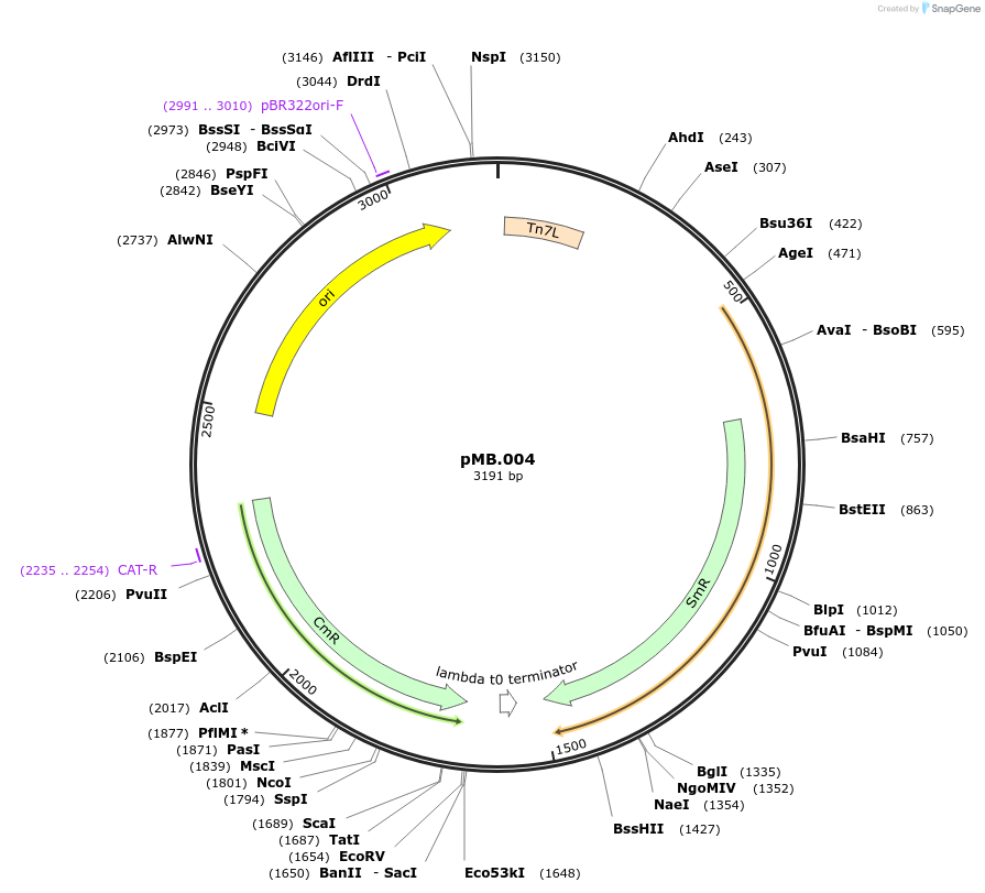 228670-plasmid-map-sequence-id-456211
