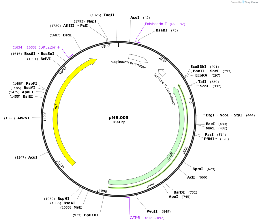228671-plasmid-map-sequence-id-456214