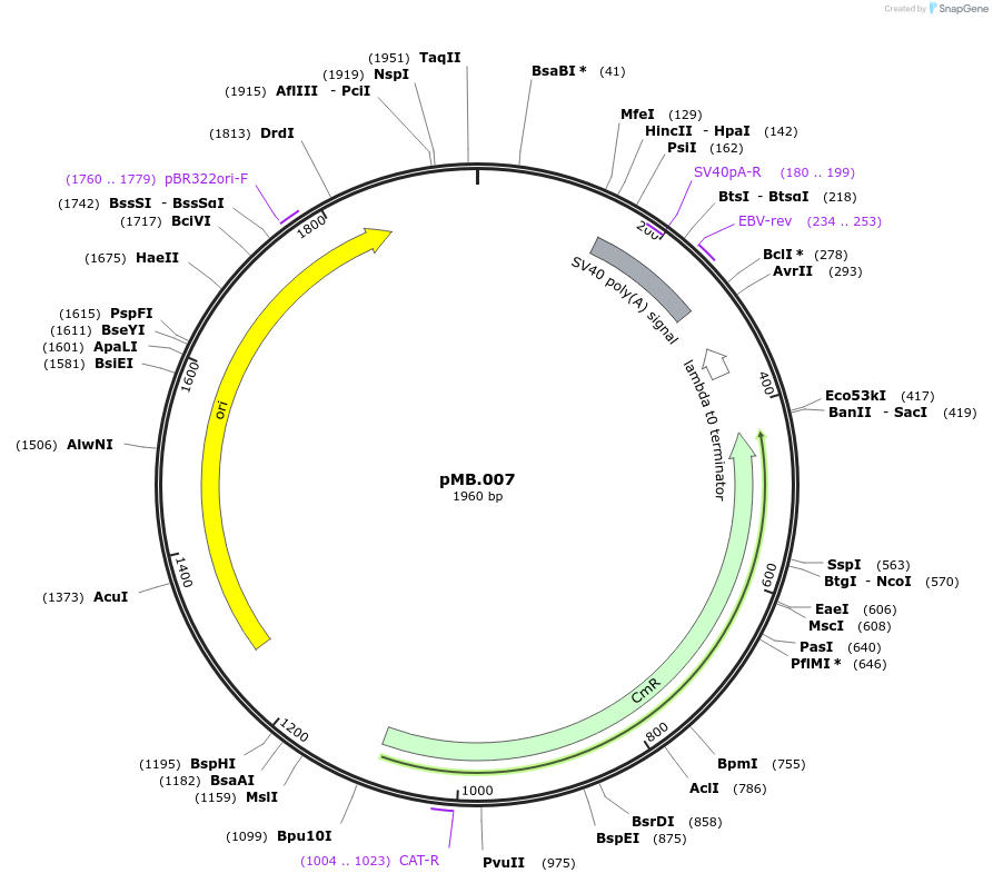 228673-plasmid-map-sequence-id-456218