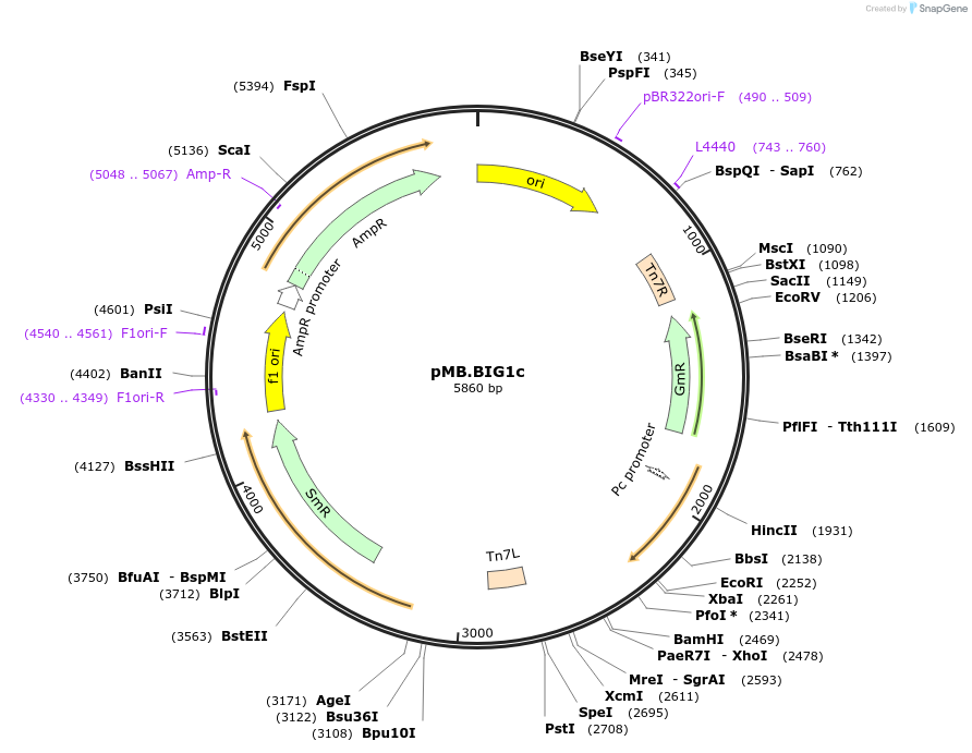 228677-plasmid-map-sequence-id-456229