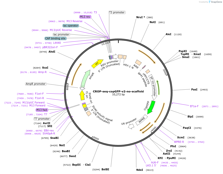 228520-plasmid-map-sequence-id-456242